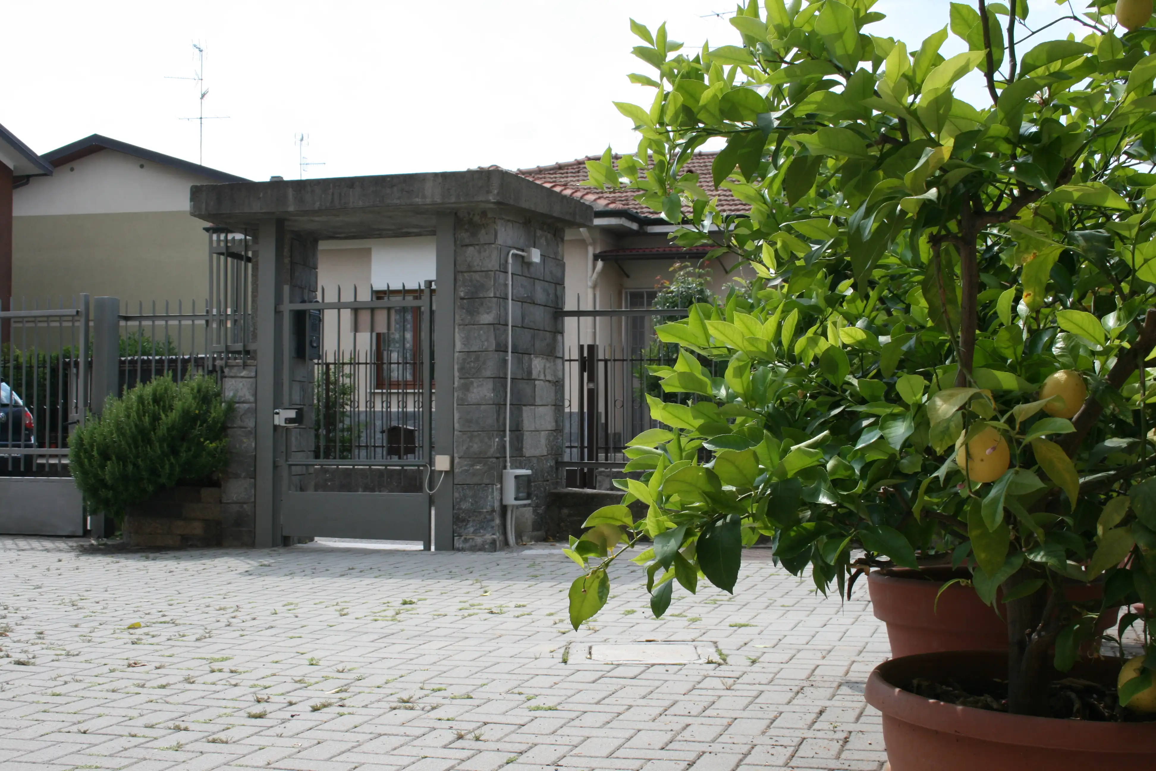 Le Margherite